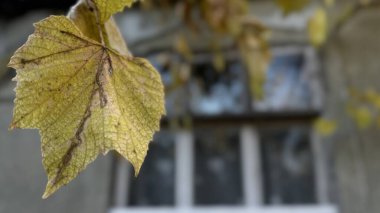 Bir daldan sarkan tek bir altın yaprak, arka planda eski bir evin penceresi solarken, bir sonbahar akşamının özünü yakalıyor..