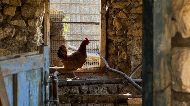 Kahverengi bir tavuk taştan bir ahırın içinde durmuş, garip bir şekilde pencereden dışarı bakıyor. Güneş ışığı filtreler, boşluğu aydınlatır ve ahırların kırsal özelliklerini vurgular.