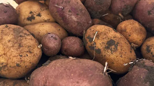 Boyut ve renk olarak değişen taze kazılmış bir patates koleksiyonu birlikte düzenlenir. Toprak yüzeyleri, tüketime hazır bir çiftlikten elde edilen son hasadı vurguluyor..