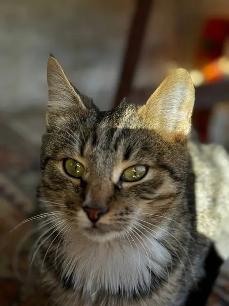Tekir kedi, sıcak güneş ışığıyla yıkanmış parlak yeşil gözleriyle dikkatlice bakar. Kapalı alanda dinlenirken kendine özgü kürk şekillerini vurgular..