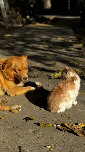 Sakin bir açık havada, bir golden retriever yerde yatarken tüylü bir kedi de güneş ışığının sıcaklığında güneşleniyor ve sonbahar yapraklarıyla çevrili..