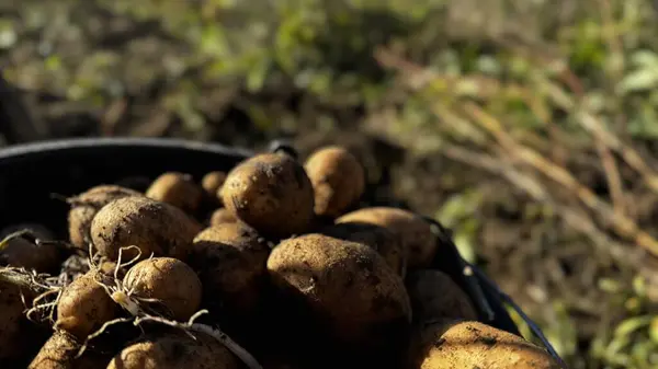 Taze kazılmış patateslerle dolu bir sepet yere oturmuş sonbahar çiftliğinin zengin toprağını ve canlı yeşilliğini gözler önüne seriyor..