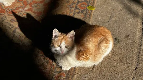 Sıcak, turuncu ve beyaz bir kedi, sıcak bir noktanın keyfini çıkarır, öğleden sonra güneşinin tadını çıkarırken, aynı zamanda kendi çevresinde rahatça dinlenir..