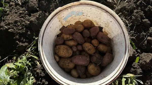 Taze patateslerle dolu bir kova bahçeye yerleştiriliyor, toprakla çevrili, verimli bir bahçıvanlık gününe işaret ediyor..