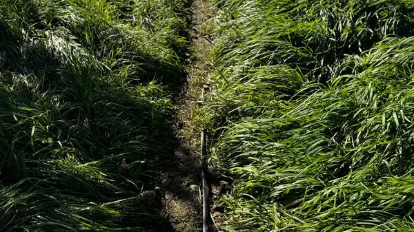 Ilık güneş ışığıyla aydınlatılan, uzun, canlı yeşil otların arasından geçen, iyi tanımlanmış bir yol. Doğal ortam yürümek ya da keşfetmek için sakin bir atmosfer yaratır..