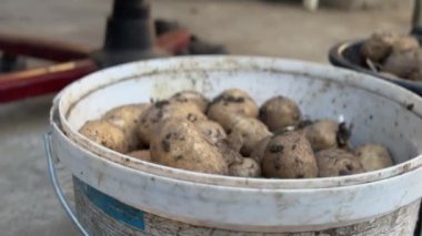 Taze biçilmiş patatesler sabah ışığında bahçeden toplanır. Bu etkinlik, bahçe işlerinin ve kendi yiyeceğini yetiştirmenin verdiği hazzı vurguluyor..