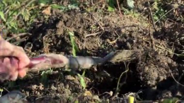 Zengin toprağı kazarken banliyö bahçesinde saklı hazineler. Aktivite güneşli bir öğleden sonra başlıyor. Gömülü eşyaları aramanın heyecanını gözler önüne seriyor..