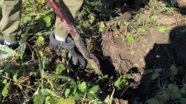 Bir insan canlı ve güneşli bir tarlada taze sebze toplamak için kazı aleti kullanır. Etkinlik sürdürülebilir tarım uygulamalarını ve sonbahar üretiminin güzelliğini vurguluyor.