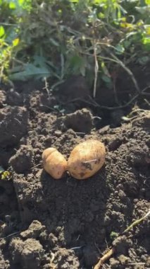 Yeni ortaya çıkarılmış patateslerin yakın plan görüntüsü, parlak güneşin altındaki zengin toprak zeminine karşı farklı şekillerini ve toprak renklerini ortaya koyuyor..