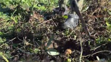 Bahçıvanın sebze yetiştirmek için toprağı hazırlamak için gerekli aletleri kullanmasını izleyin. Bahar mevsiminde sağlıklı bir bahçe yetiştirmek için etkili teknikler sergileyin..