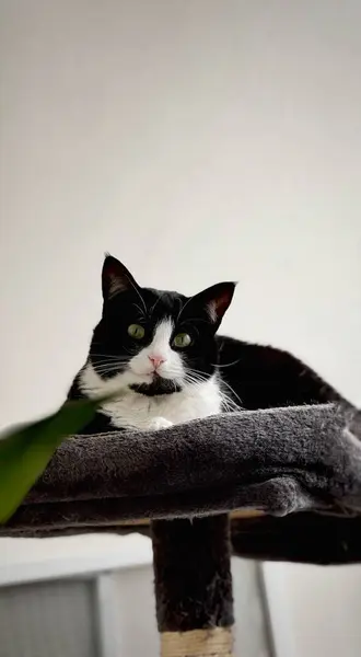 Siyah ve beyaz bir smokin kedisi yumuşak bir kedi ağacına uzanır ve sakin bir şekilde kameraya bakar. - Evet. Yüksek kalite fotoğraf