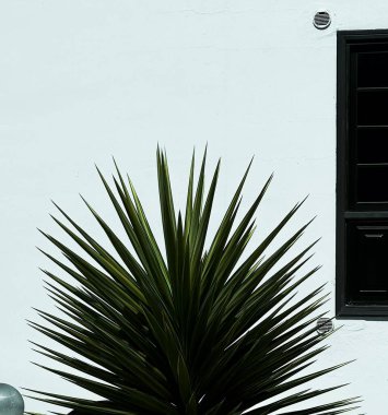 A close-up of a vibrant green spiky plant in front of a minimalist white wall with a dark-framed window, creating a modern contrast. . High quality photo clipart