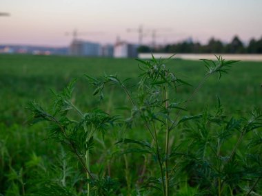 Alacakaranlıkta yeşil bitkiler uzun bir tarlada dikiliyorlar ve arkaplanda akşam gökyüzüne karşı inşaat vinçleri var. Yüksek kalite fotoğraf