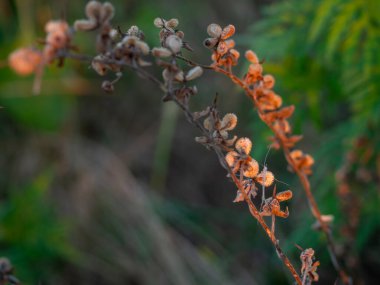 Sıcak güneş ışığıyla aydınlatılan narin çiçeklerin sergilendiği vahşi bitki dalları öğleden sonra saatinin altın saatinde sakin bir doğal ortamda. Yüksek kalite fotoğraf