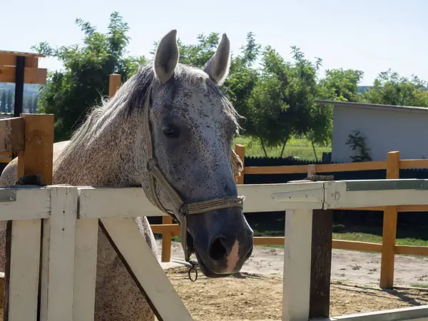 Gri bir at güneşli bir kırsal alanda ahşap bir çite yaslanır. Sergiler yemyeşil ve mavi bir gökyüzü sahne için sakin bir zemin oluşturuyor..