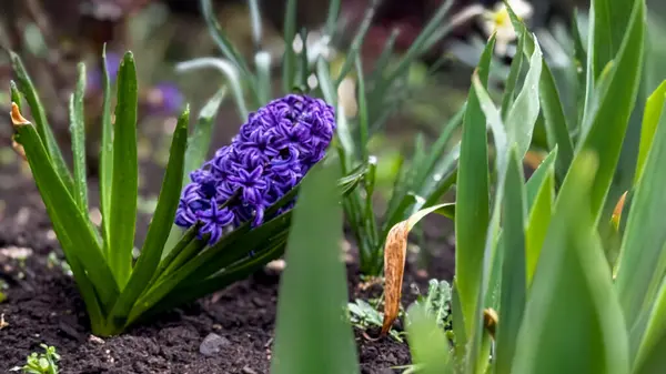 Canlı bir mor sümbül çiçeği kümesi verimli bahar mevsiminde verimli yeşil yapraklarla çevrili zengin topraktan çıkar ve yenilenmeyi ve büyümeyi simgeler..