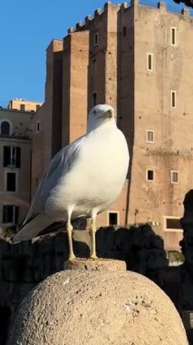 İnsanlar arka planda antik harabelerin yakınında yürürken bir martı gururla taş bir kaide üzerinde duruyor. Parlak güneş ışığı sahneyi aydınlatıyor, çarpan kuşları vurguluyor..