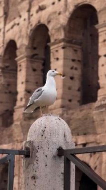 Bir martı bir taşın üzerinde duruyor ve insanlar antik bir yerin olağanüstü mimarisine hayran. Arkaplan, karmaşık taş işçiliği ve kemerleri vurgular.