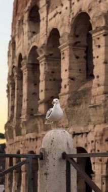 Sıcak güneş arka planda batarken, bir martı tarihi kalıntıların yakınındaki taş bir sütunun üzerinde güvenle duruyor. Antik mimariye güzel bir ışık tutuyor..