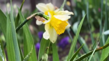Neşeli bir nergis, açık mavi gökyüzünün altında çeşitli bahar çiçekleri ve yeşilliklerle dolu verimli bir bahçenin ortasında parlak sarı yapraklarıyla göze çarpar ve canlı bir atmosfer yaratır..