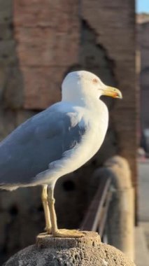 Bir martı bir çıkıntıda duruyor, altın saatin sıcaklığının tadını çıkarıyor. Güneş ışığı, kıyıya bakarken tüylerini ön plana çıkarıyor. Güzellik ve doğayı mükemmel bir şekilde harmanlıyor..