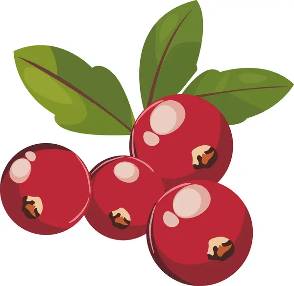 Yeşil yapraklı olgun kızılcıkların vektör grafiği, gıda ambalajı, yemek tarifleri veya doğal sağlık ürünleri tasarımları için idealdir. Vektör illüstrasyonu
