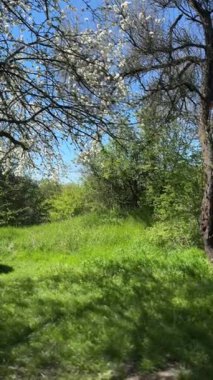 Ormanda güzel çiçekler