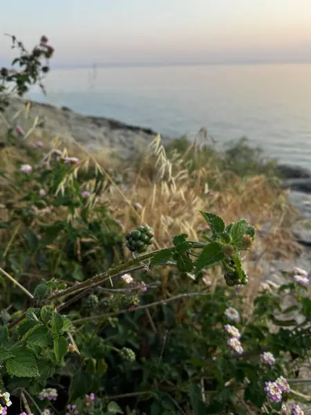 Kıyıdaki kır çiçekleri rüzgarda sallanıyor, arka planda deniz var, altın saatinde Thassos 'ta yakalandılar. Yüksek kalite fotoğraf