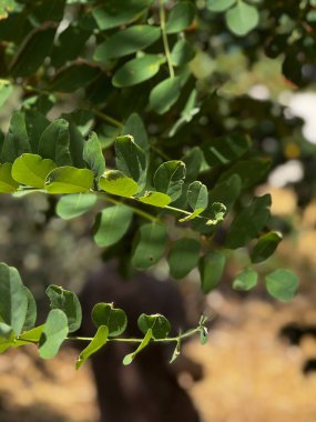 Güneş Işığında Yeşil Yapraklı Asma. Yüksek kalite fotoğraf