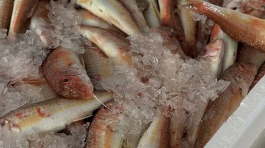 Balık pazarında ezilmiş buzun üzerinde sergilenen çeşitli küçük kırmızı balıklar, deniz yaşamı, gıda endüstrisi ve mutfak kullanımları için harika. Yüksek kalite fotoğraf