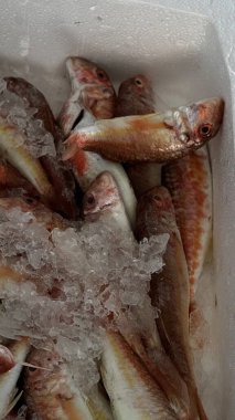 Beyaz bir pazar kutusunda buzun üzerinde sayısız kırmızı balığın dikey görüntüsü, deniz ürünleri endüstrisi ve yemek hazırlama temaları için ideal. Yüksek kalite fotoğraf