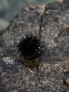 Dikenli bir deniz kestanesi deniz kenarındaki küçük bir deniz kabuğunun üzerinde oturur, doğa, deniz biyolojisi veya plaj görselleri için mükemmeldir. Yüksek kalite fotoğraf