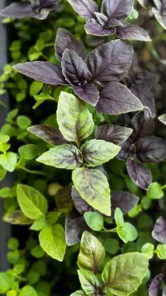 Mor fesleğen ve yeşil bitkilerin yakın plan çekimleri, doğal ışıkla aydınlatılmış, mutfak ve bahçe görselleri için ideal. Yüksek kalite fotoğraf