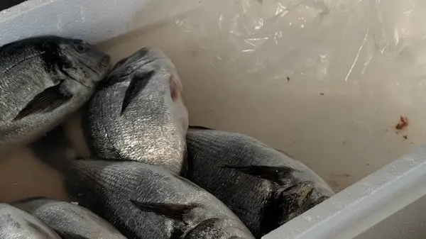 Beyaz bir kutuda buzda sergilenen tüm gümüş balıklar deniz ürünleri, tazelik ve ham malzeme görselleri için mükemmeldir. Yüksek kalite fotoğraf