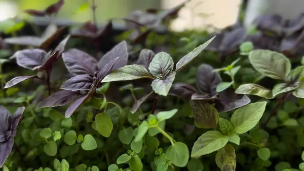 Mor fesleğenin yatay görüntüsü yemyeşil toprak örtüsü bitkilerinin yanında, organik bahçe ve bitki dokusu için mükemmel. Yüksek kalite fotoğraf