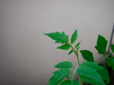 Tarafsız bir arkaplanda büyüyen canlı yapraklı yeşil domates bitkisi. Fabrika sağlıklı büyüme ve meyve üretimi potansiyeli gösteriyor.