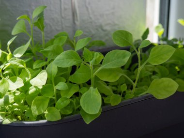 Pencere kenarındaki saksıda yetişen yeşil fidanlar. Bitkilerin canlı yaprakları var ve güneş ışığında gelişiyorlar, kapalı alanda bahçeler sergiliyorlar..