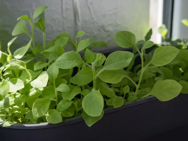 Pencere kenarındaki saksıda yetişen yeşil fidanlar. Bitkilerin canlı yaprakları var ve güneş ışığında gelişiyorlar, kapalı alanda bahçeler sergiliyorlar..