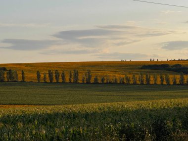 Altın bir tarlanın manzarası ve günbatımında ağaçlar.