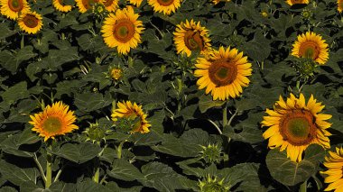 Moldova 'da parlak güneş ışığı altında yemyeşil ayçiçeği tarlası.