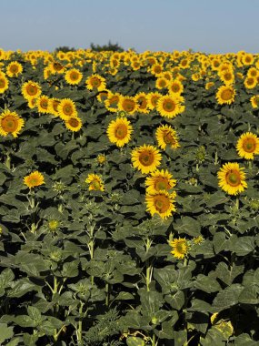 Moldova 'da berrak mavi gökyüzü ile canlı ayçiçeği tarlası.