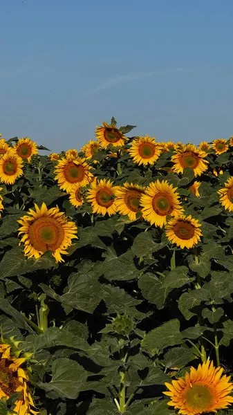 Moldova 'daki ayçiçeği tarlası açık mavi gökyüzüyle.