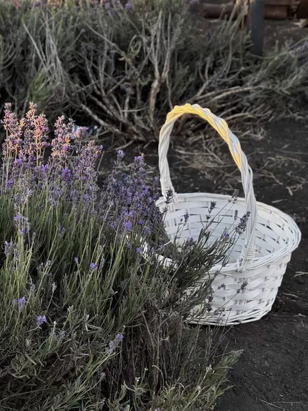 Çiçekli lavanta bitkilerinin yanına yerleştirilmiş beyaz sepet..