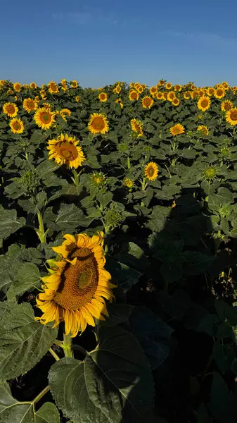 Berrak bir gökyüzünün altında yemyeşil bir ayçiçeği tarlası..