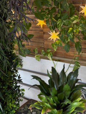 Ibiza 'da yemyeşil tropik bitkiler ve ahşap dekorla güzel bir balkon manzarası var..