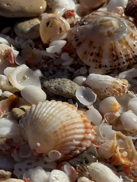 Formentera, Balear Adaları 'ndaki kumlu sahilde çeşitli deniz kabukları koleksiyonu.
