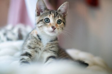 Sevimli tekir kedicik rahat beyaz bir battaniyenin üzerinde dinleniyor, huzurlu bir anın tadını çıkarıyor. 