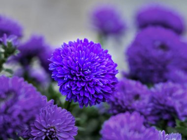 Güzel mor krizantem çiçek yakın
