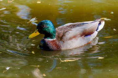 Brno 'da suyun üstünde bir ördek manzarası