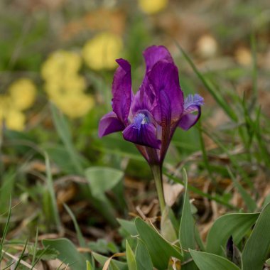 Bahçede bahar çiçekleri, çiçek ve taç yaprakları